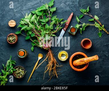 Erba di limone fresca, foglie di melissa essiccate e medicinale elisir.Natural medicina, erbe Foto Stock
