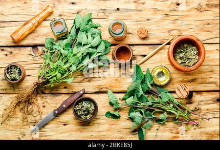 Erba di limone fresca, foglie di melissa essiccate e medicinale elisir.Natural medicina, erbe Foto Stock