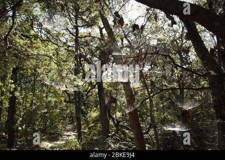 Diverse reti di Spider nel Parco Nazionale di Noosa, Queensland, Australia Foto Stock