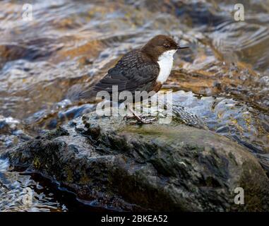 Un Dipper su una roccia in mezzo ad un fiume Foto Stock