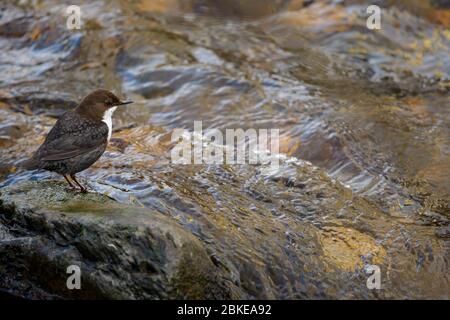 Un Dipper su una roccia in mezzo ad un fiume Foto Stock