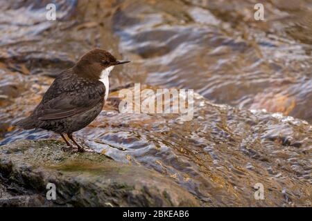 Un Dipper su una roccia in mezzo ad un fiume Foto Stock