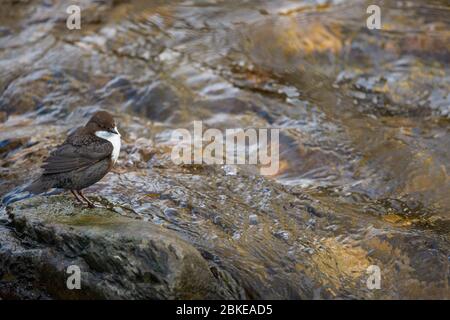 Un Dipper su una roccia in mezzo ad un fiume Foto Stock