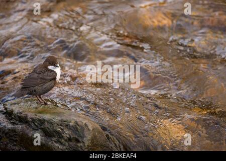 Un Dipper su una roccia in mezzo ad un fiume Foto Stock