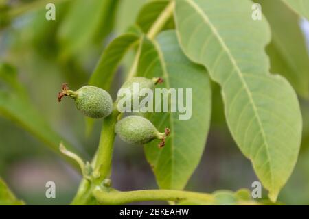 Appena formato Noci piccole su Branch Close Up Foto Stock