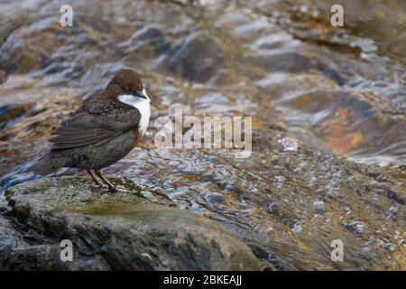 Un Dipper su una roccia in mezzo ad un fiume Foto Stock