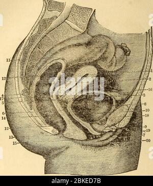 '... Donna in vita, in vita, in vita, in vita, in vita, nelle sue responsabilità e nei suoi doveri in tutti i periodi della vita, guida al mantenimento della sua salute e di quella dei suoi figli (1906) Foto Stock