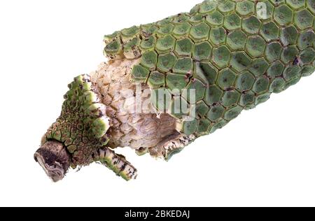 Frutto maturo della Monstera deliziosa, con le sezioni verdi esterne che cadono e rivelano la carne interna bianca su un nucleo duro. Foto Stock
