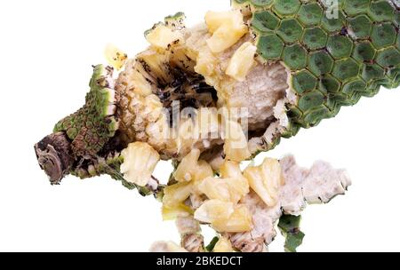 Frutto maturo della Monstera deliziosa, con le sezioni verdi esterne che cadono e rivelano la carne interna bianca su un nucleo duro. Foto Stock