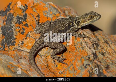 Tawny Crevice Dragon crogiolarsi sulla roccia Foto Stock