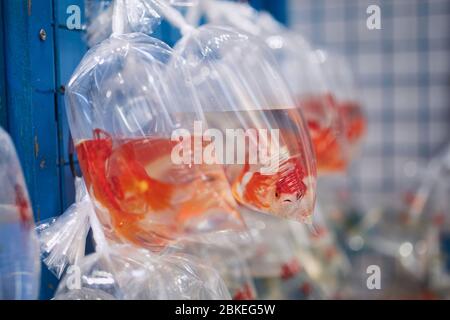 Acquario pesce in sacchi di plastica nel mercato di via Goldfish a Hong Kong. Foto Stock