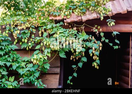 Luppolo verde che cresce sul tetto di un vecchio fienile in giornata di sole. Materie prime per la produzione di birra Foto Stock