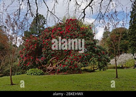 Grande macchia di magnolia con fiori rosa nel giardino giapponese di Powerscourt proprietà, Enniskery, contea di Wicklow, Irlanda Foto Stock