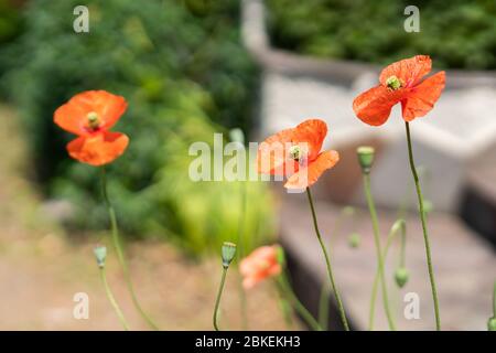 Papavero a testa lunga (Papaver dubium), città di Isehara, Prefettura di Kanagawa, Giappone Foto Stock