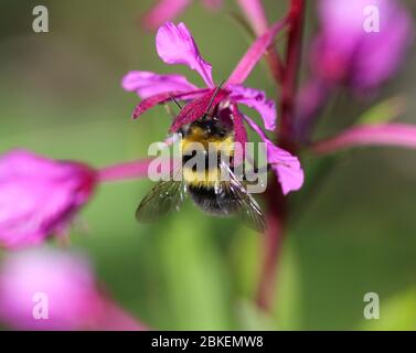 Primo piano di Bombus bohemicus, conosciuto anche come il cucù gitana di cucù bumblebee Foto Stock