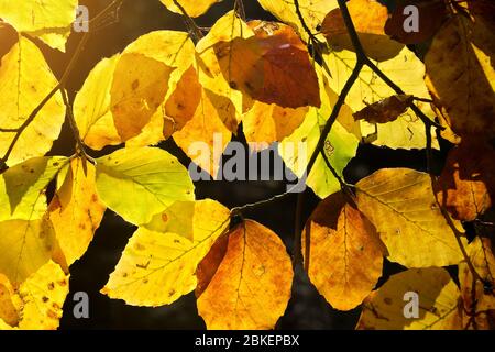 Foglie di faggio retroilluminate dal sole nei colori autunnali. Autunno natura sfondo. Foto Stock