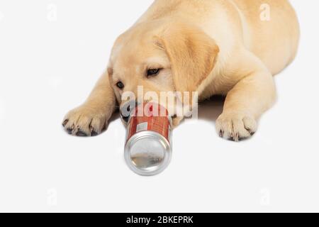 piccolo cucciolo di labrador ritrova mentire e leccare latta di alluminio. Primo piano ritratto isolato su bianco. Concetto per la birra e bevande commerciale. Animali domestici, un Foto Stock