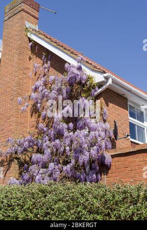 Wisteria fiorita di viola che cresce sul lato di una casa di mattoni rossi degli anni '90, Wootton, Northampton, Regno Unito Foto Stock