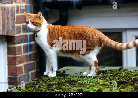 Un gatto di zenzero carino ritratto esplorando un giardino a Brighton, Sussex orientale, Regno Unito. Foto Stock