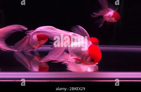 Un serbatoio di pesci con oranda rosso cappello tropicale pesce oro Foto Stock