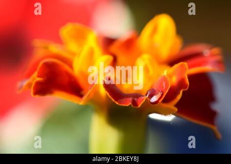 Rugiada mattutina su Tagetes Marigold Fiore Foto Stock