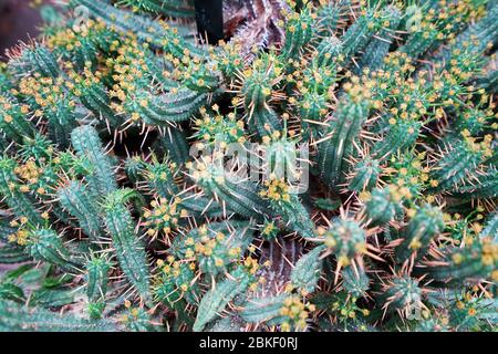 Primo piano piante verdi di Euphorbia in vaso di argilla Foto Stock