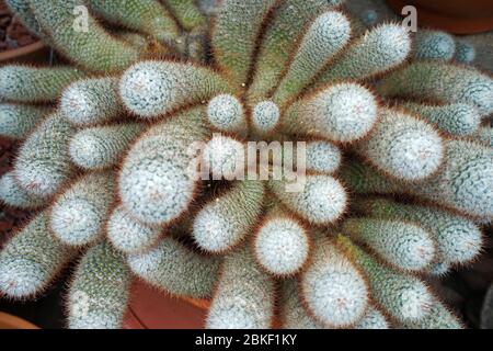 Primo piano impianto di cactus "Silken Pincushion" Foto Stock