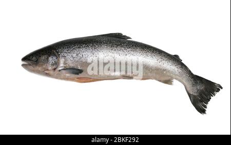 Salmone crudo su sfondo bianco Foto Stock
