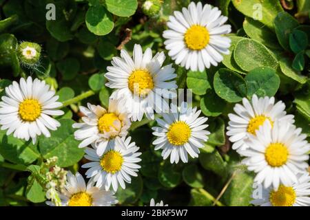 Daisy comune (Bellis perennis) sul prato Foto Stock