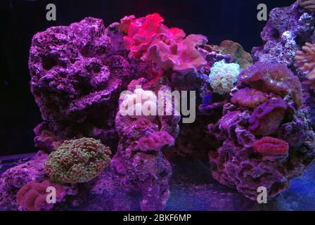 Acquario marino tropicale con coralli e rocce vive Foto Stock