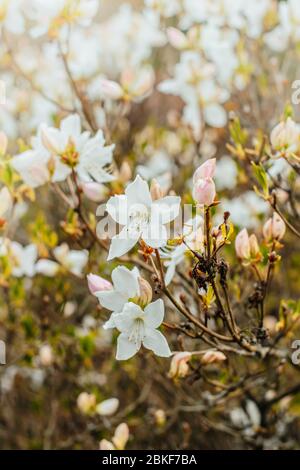 White Royal Azalea arbusto fioritura in primavera, Korean nativo pianta Foto Stock