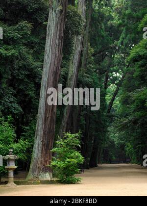 Kashima Jingu vecchia foresta di cedri a piedi con lanterna di pietra, Kashima Jingu, Giappone Foto Stock