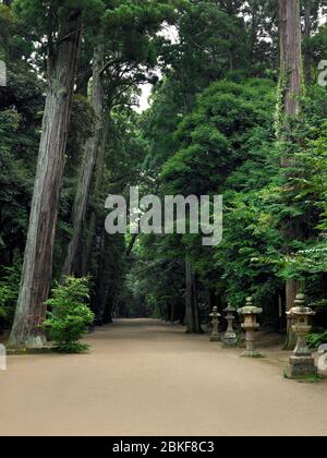 Kashima Jingu vecchia foresta di cedri a piedi con lanterne di pietra, Kashima Jingu, Giappone Foto Stock