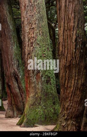 Kashima Jingu vecchia foresta di cedri, Kashima Jingu, Giappone Foto Stock