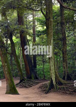 Kashima Jingu vecchia foresta di cedri, Kashima Jingu, Giappone Foto Stock