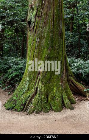 Kashima Jingu vecchia foresta di cedri, Kashima Jingu, Giappone Foto Stock