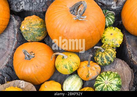 Assortimento di zucche di Halloween, mucche di mucca o mix stack, durante il festival alimentare, al mercato. Grande varietà di zucche, vari tipi in vendita. Intero, non può Foto Stock
