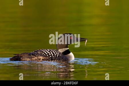 Comune Loon (Gavia immer) nuoto con i pesci sul lago Buck, ont, Canada Foto Stock