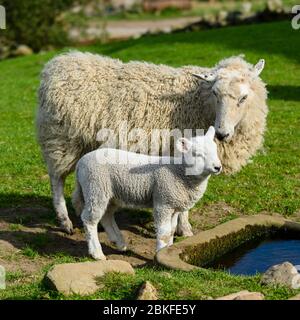 1 pecora carente mulo pecora & agnello minuscolo in primavera, in piedi da acqua trogolo in campo agricolo (madre nuzzling cute prole) - Yorkshire, Inghilterra, GB, UK. Foto Stock