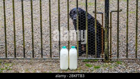 Millie, un labrador nero, che custodisce il latte consegnato all'esterno del cancello in una casa nel Lanarkshire meridionale, Scozia. Foto Stock