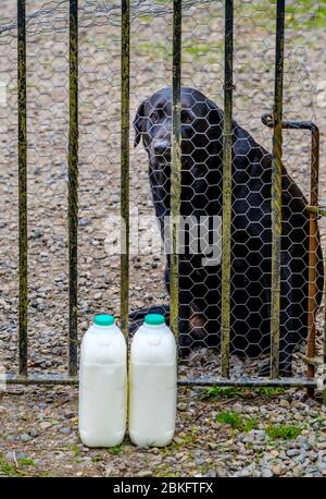 Millie, un labrador nero, che custodisce il latte consegnato all'esterno del cancello in una casa nel Lanarkshire meridionale, Scozia. Foto Stock