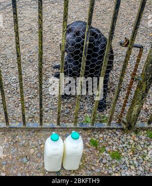 Millie, un labrador nero, che custodisce il latte consegnato all'esterno del cancello in una casa nel Lanarkshire meridionale, Scozia. Foto Stock