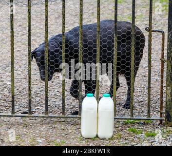 Millie, un labrador nero, che custodisce il latte consegnato all'esterno del cancello in una casa nel Lanarkshire meridionale, Scozia. Foto Stock