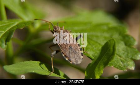 Macro di bug marmorated marrone Foto Stock