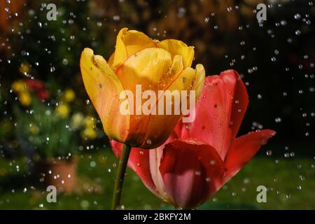 Tulipani rossi e gialli in giardino in primavera Foto Stock