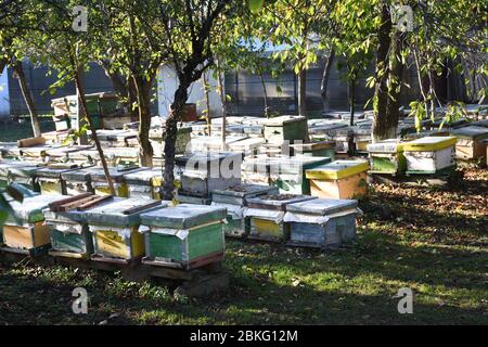 Alveari in un giardino di campagna, tra alberi e erba Foto Stock