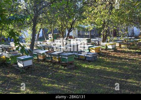 Alveari in un giardino di campagna, tra alberi e erba Foto Stock