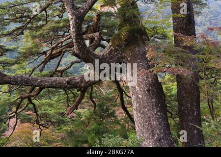 Natura, Parco Nazionale. Isola di Yakushima, Giappone Foto Stock