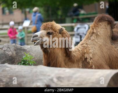 Krefeld, Germania. 04 maggio 2020. Bambini che guardano un cammello nello Zoo di Krefeld. A tutt'oggi, musei e scuole di musica, nonché zoo sono nuovamente aperti. Credit: Roland Weihrauch/dpa/Alamy Live News Foto Stock