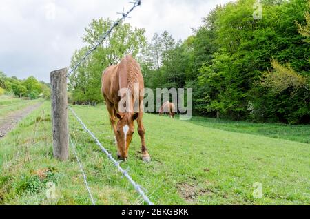 Cavallo domestico (Equus ferus caballus) su un pascolo in campagna durante la primavera in Renania-Palatinato, Germania, Europa occidentale Foto Stock